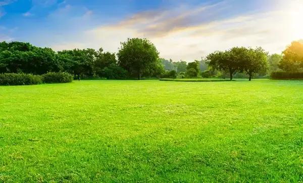 Vast, vibrant green open lawn surrounded by mature trees under a bright sky at sunset by Clean Cutz Lawn Care.